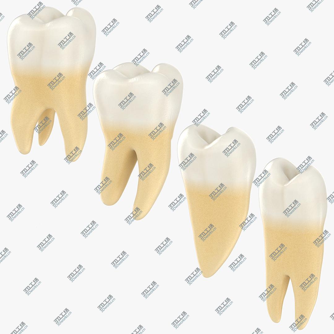images/goods_img/202105073/Teeth Collection model/1.jpg
